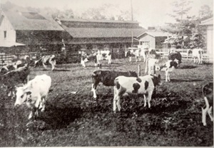 奥の瀟洒?な建物が牛乳加工場と思われる